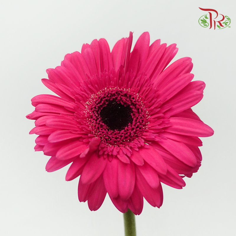 Gerbera - Ruby Pink (9-10 Stems)-Dark Pink-Malaysia-prflorist.com.my