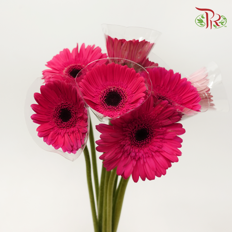 Gerbera - Ruby Pink (9-10 Stems)-Dark Pink-Malaysia-prflorist.com.my