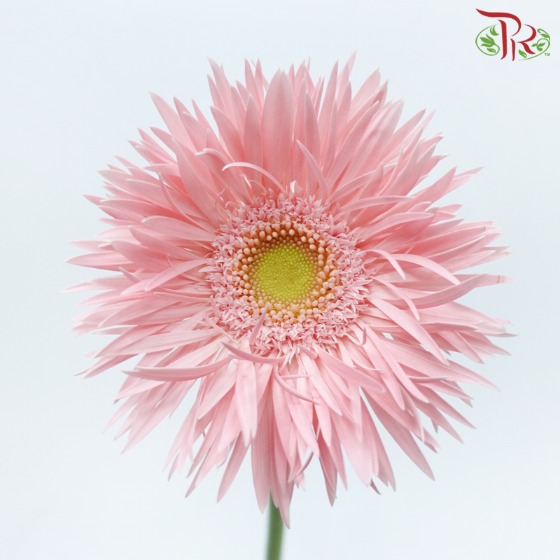 Gerbera Spider - Emotion (5 Stems)-Light Pink-Netherland-prflorist.com.my