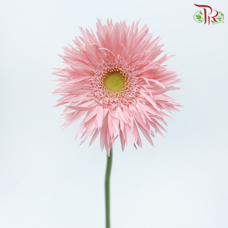 Gerbera Spider - Emotion (5 Stems)-Light Pink-Netherland-prflorist.com.my