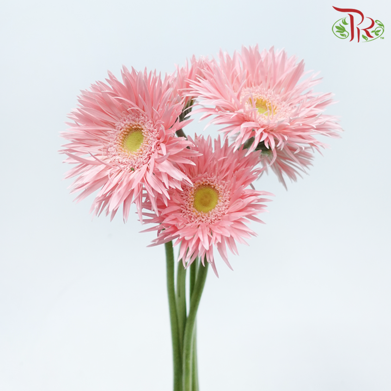 Gerbera Spider - Emotion (5 Stems)-Light Pink-Netherland-prflorist.com.my