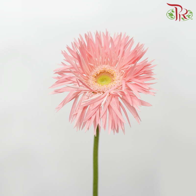 Gerbera Spider - Emotion (5 Stems)-Light Pink-Netherland-prflorist.com.my