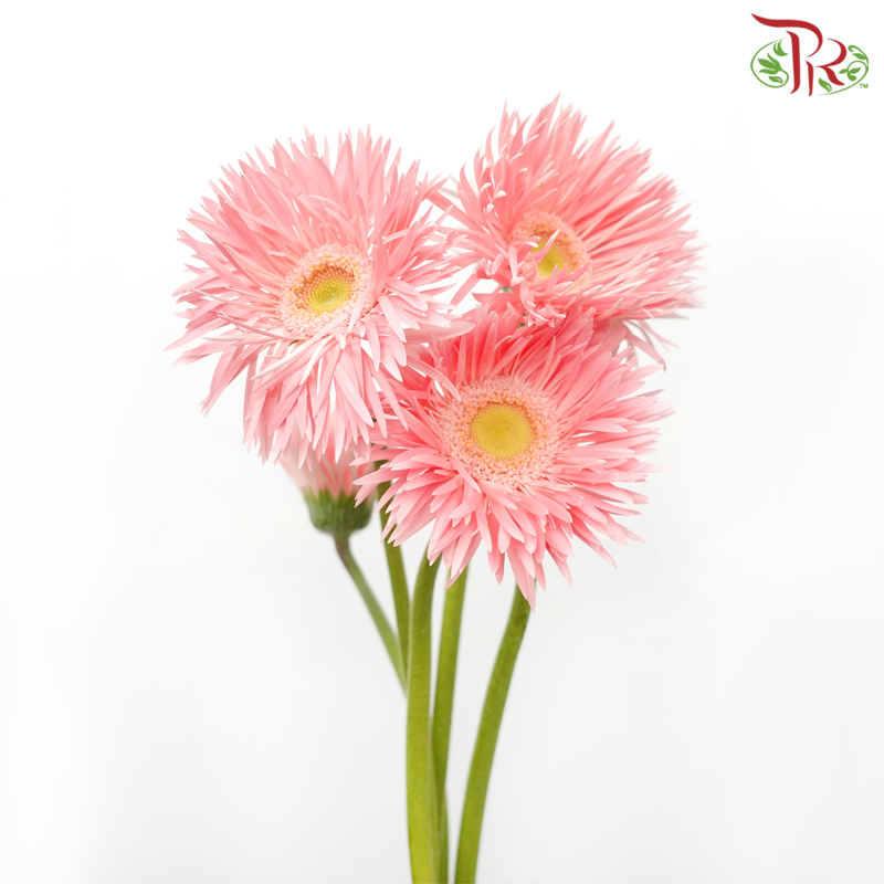 Gerbera Spider - Emotion (5 Stems)-Light Pink-Netherland-prflorist.com.my