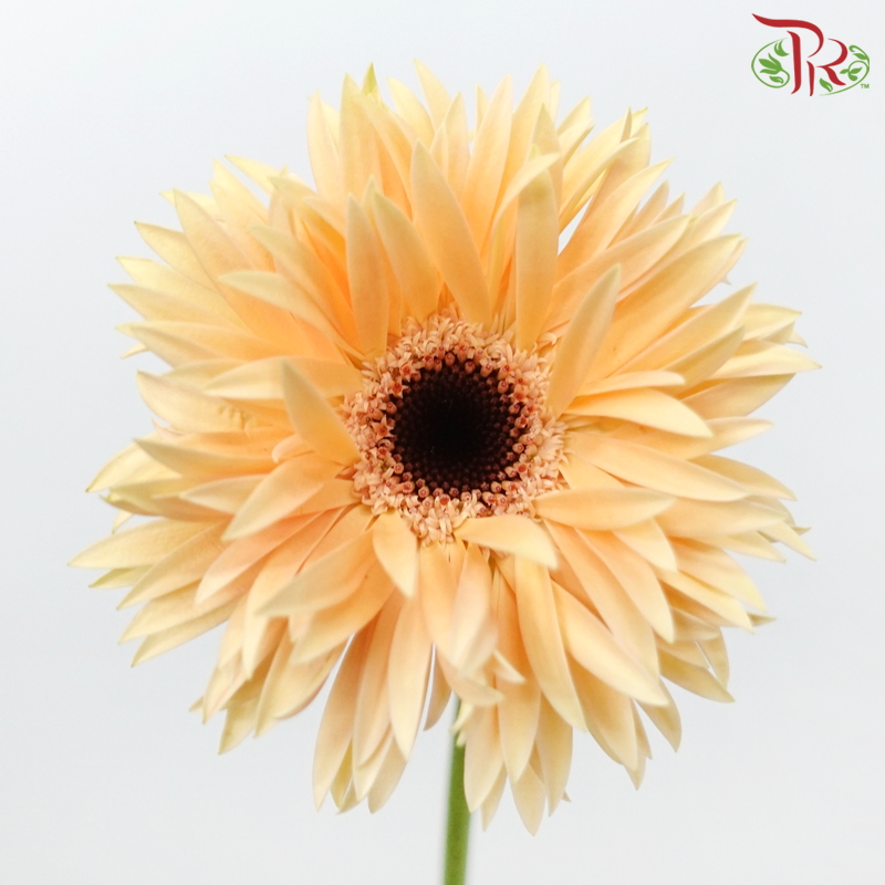 Gerbera Spider / Pasta - Champagne With Black Heart (5 Stems)-Champagne With Black Heart-Netherland-prflorist.com.my