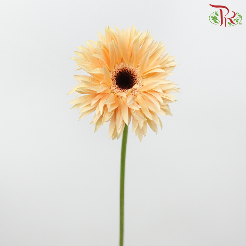 Gerbera Spider / Pasta - Champagne With Black Heart (5 Stems)-Champagne With Black Heart-Netherland-prflorist.com.my