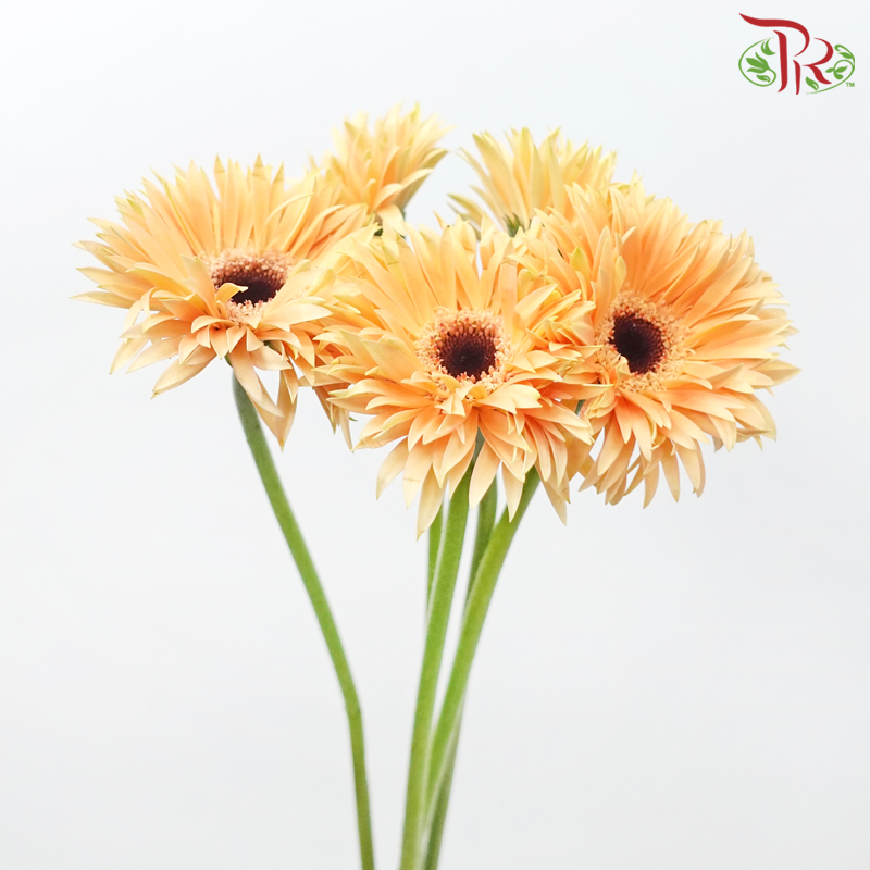 Gerbera Spider / Pasta - Champagne With Black Heart (5 Stems)-Champagne With Black Heart-Netherland-prflorist.com.my