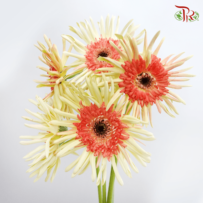 Gerbera Spider / Pasta - Cream Yellow (5 Stems)-Yellow-Netherland-prflorist.com.my