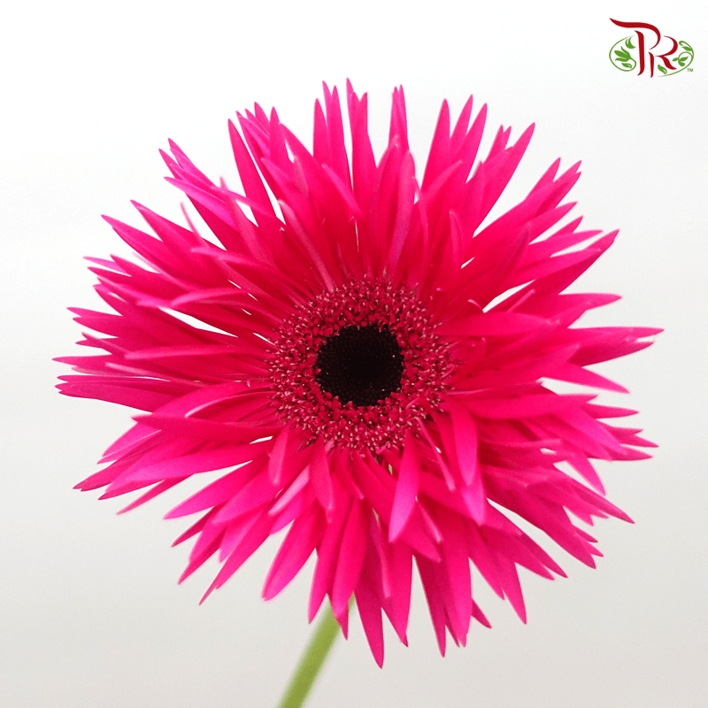 Gerbera Spider / Pasta - Dark Cherry Pink (5 Stems)-Cherry Pink-Netherland-prflorist.com.my