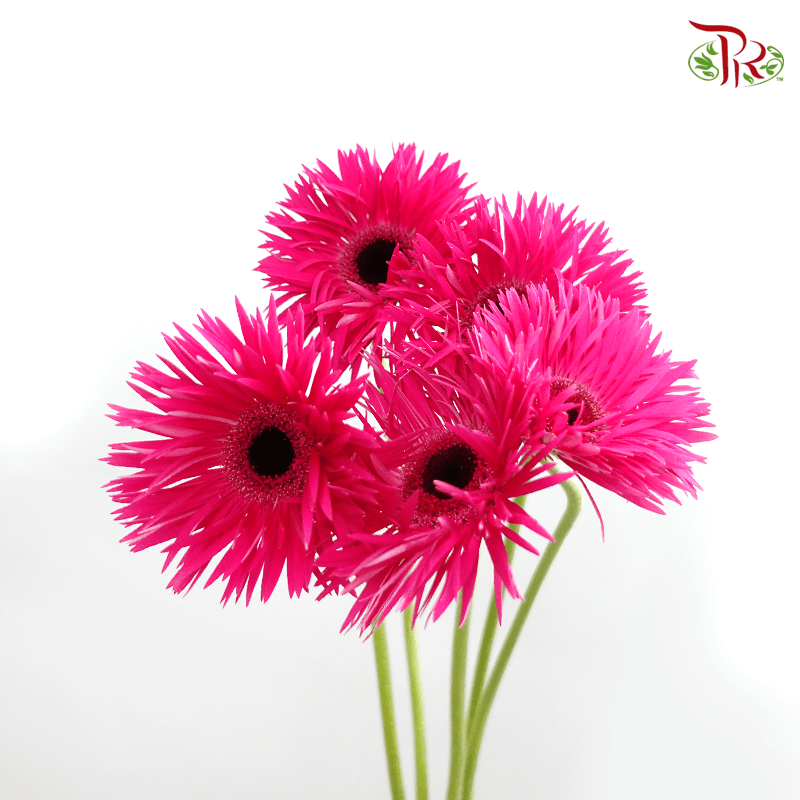 Gerbera Spider / Pasta - Dark Cherry Pink (5 Stems)-Cherry Pink-Netherland-prflorist.com.my