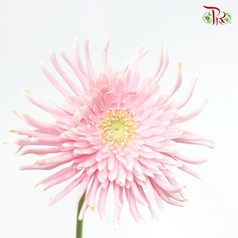 Gerbera Spider/ Pasta- Light Pink (5 Stems)-Light Pink-Netherland-prflorist.com.my
