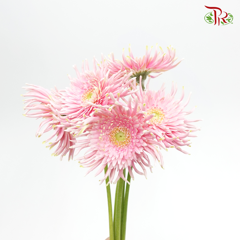 Gerbera Spider/ Pasta- Light Pink (5 Stems)-Light Pink-Netherland-prflorist.com.my