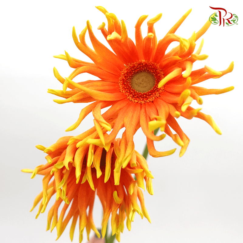 Gerbera Spider / Pasta - Orange (5 Stems)-Orange-Netherland-prflorist.com.my