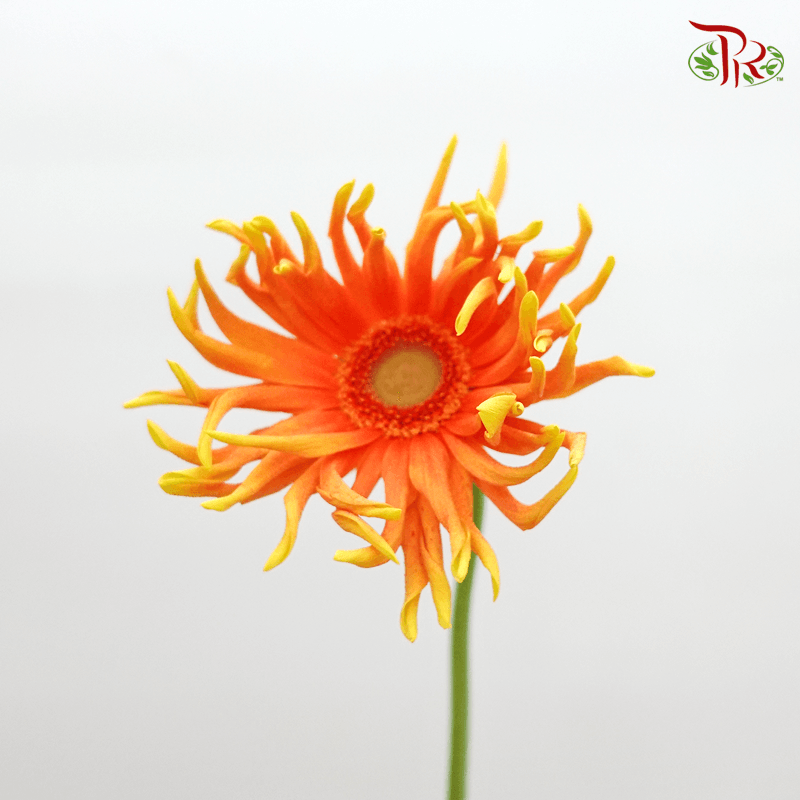 Gerbera Spider / Pasta - Orange (5 Stems)-Orange-Netherland-prflorist.com.my