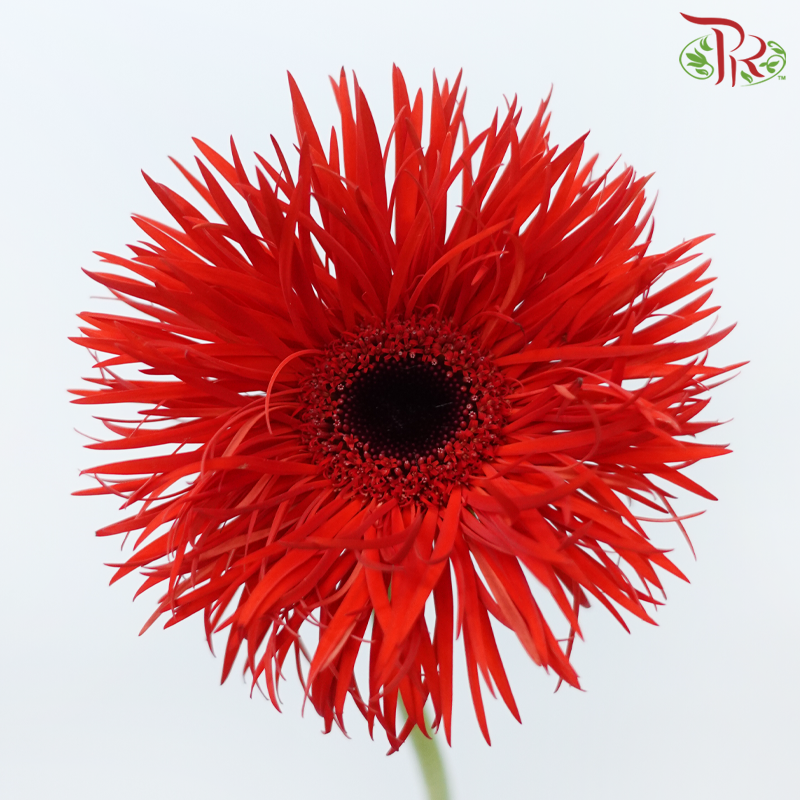 Gerbera Spider / Pasta - Red (5 Stems)-Red-Netherland-prflorist.com.my
