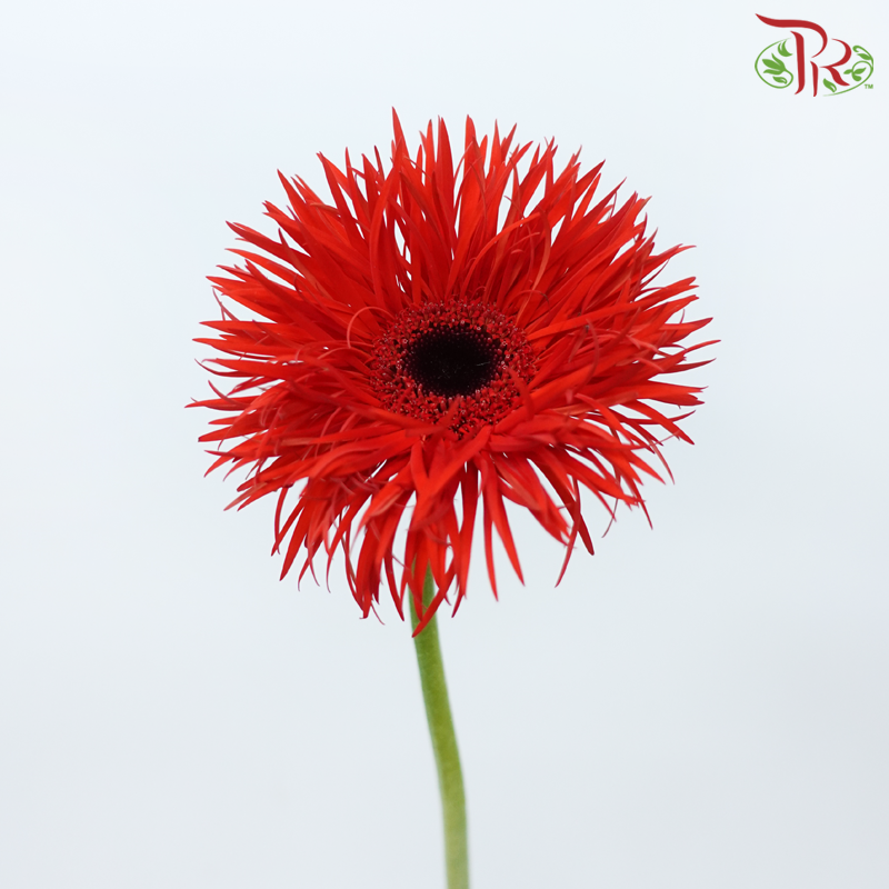 Gerbera Spider / Pasta - Red (5 Stems)-Red-Netherland-prflorist.com.my