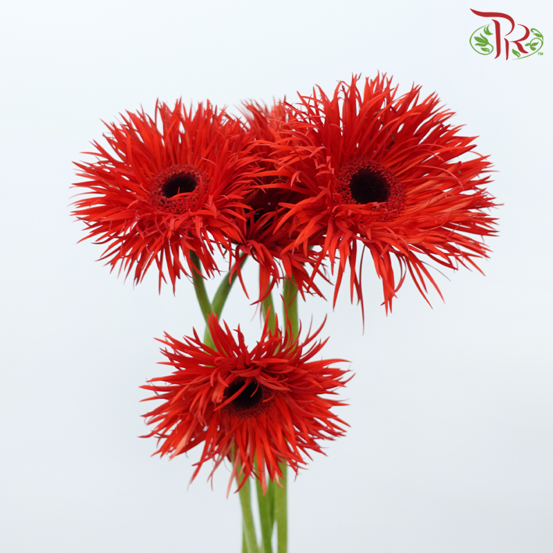 Gerbera Spider / Pasta - Red (5 Stems)-Red-Netherland-prflorist.com.my
