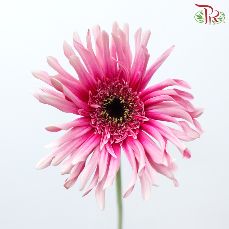 Gerbera Spider / Pasta - Tone Magenta (5 Stems)-Magenta-Netherland-prflorist.com.my