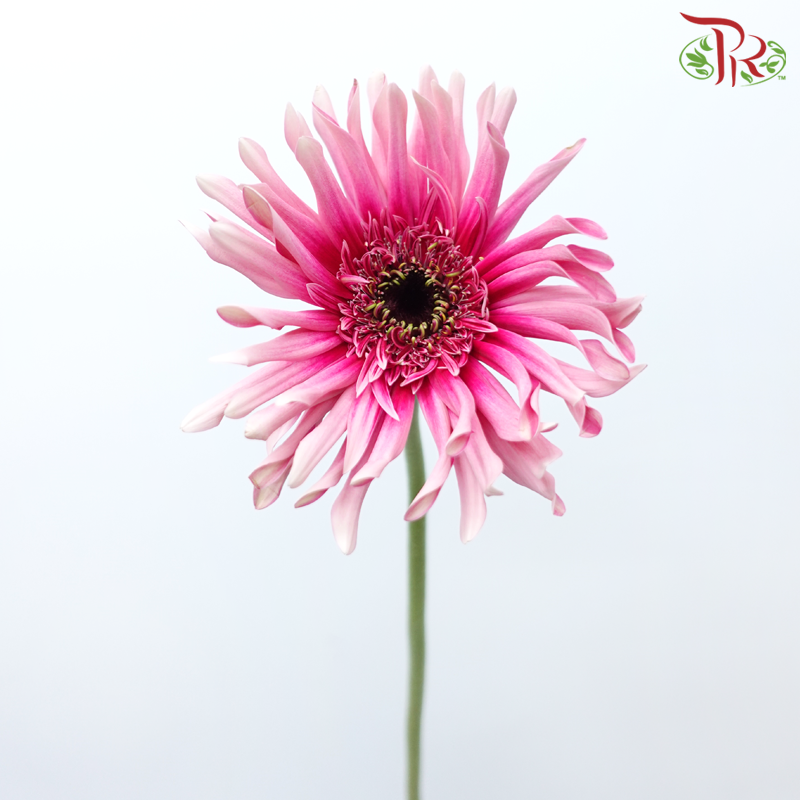 Gerbera Spider / Pasta - Tone Magenta (5 Stems)-Magenta-Netherland-prflorist.com.my
