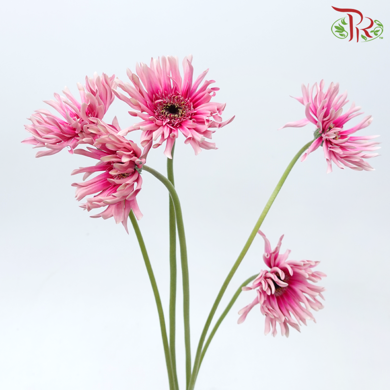 Gerbera Spider / Pasta - Tone Magenta (5 Stems)-Magenta-Netherland-prflorist.com.my