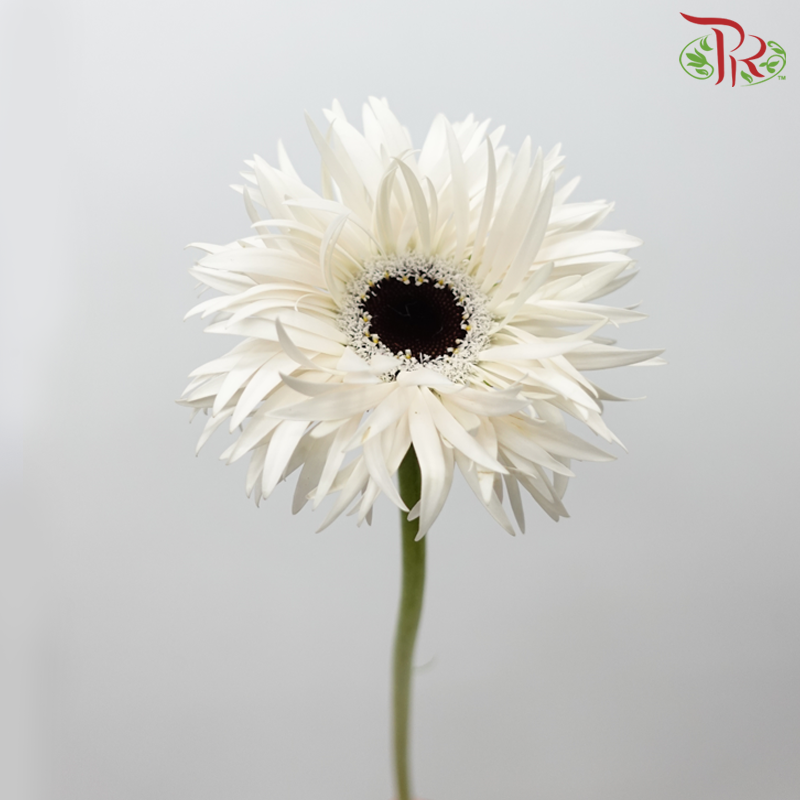 Gerbera Spider / Pasta - White With Black Heart (5 Stems)-White With Black Heart-Netherland-prflorist.com.my