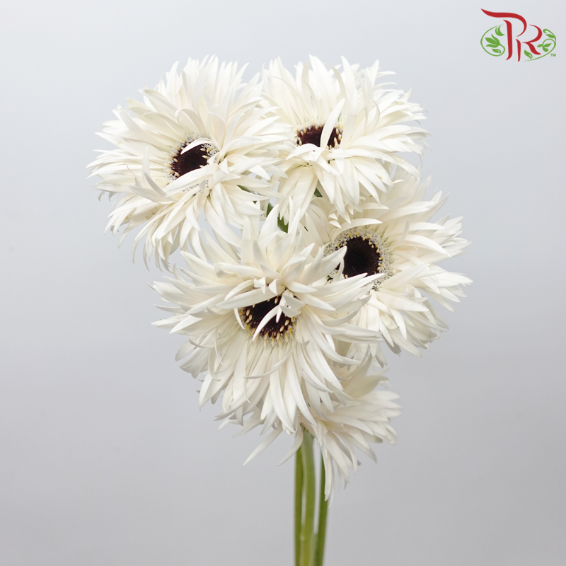 Gerbera Spider / Pasta - White With Black Heart (5 Stems)-White With Black Heart-Netherland-prflorist.com.my