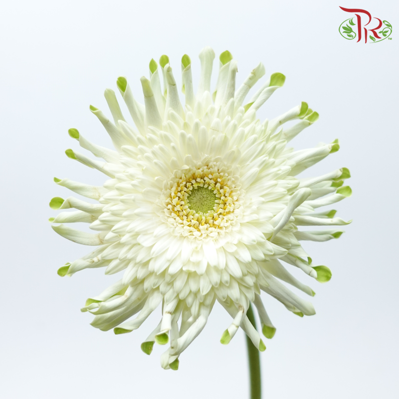 Gerbera Spider / Pasta - White With Green Heart (5 Stems)-White With Green Heart-Netherland-prflorist.com.my