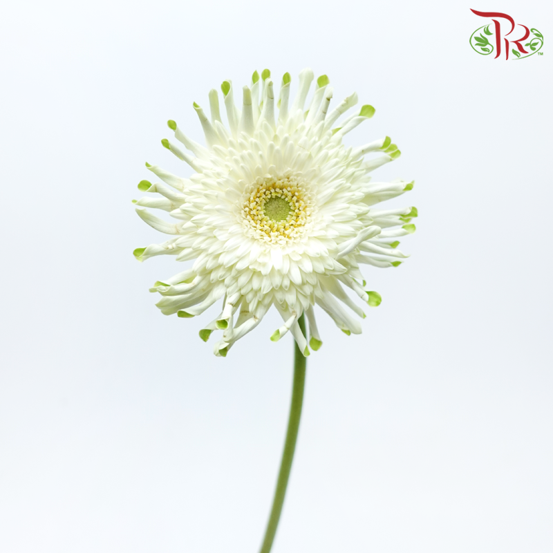 Gerbera Spider / Pasta - White With Green Heart (5 Stems)-White With Green Heart-Netherland-prflorist.com.my