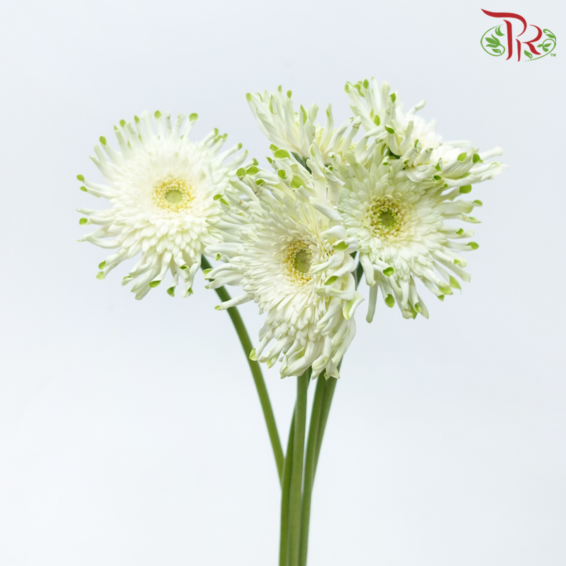 Gerbera Spider / Pasta - White With Green Heart (5 Stems)-White With Green Heart-Netherland-prflorist.com.my