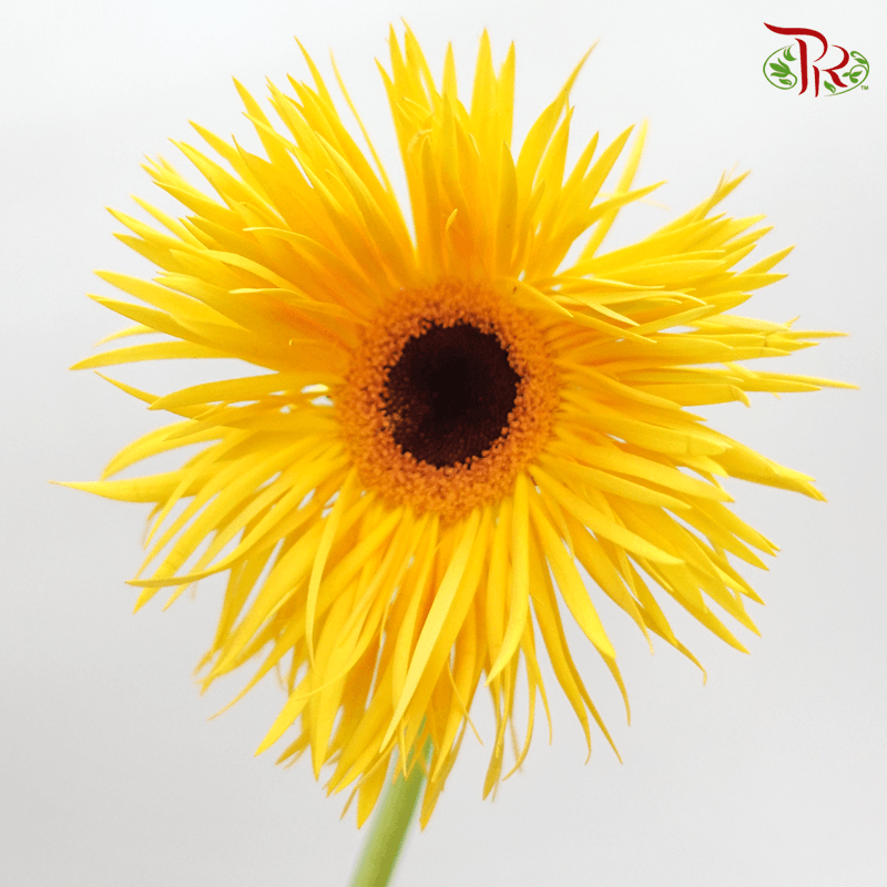 Gerbera Spider / Pasta - Yellow (5 Stems)-Yellow-Netherland-prflorist.com.my