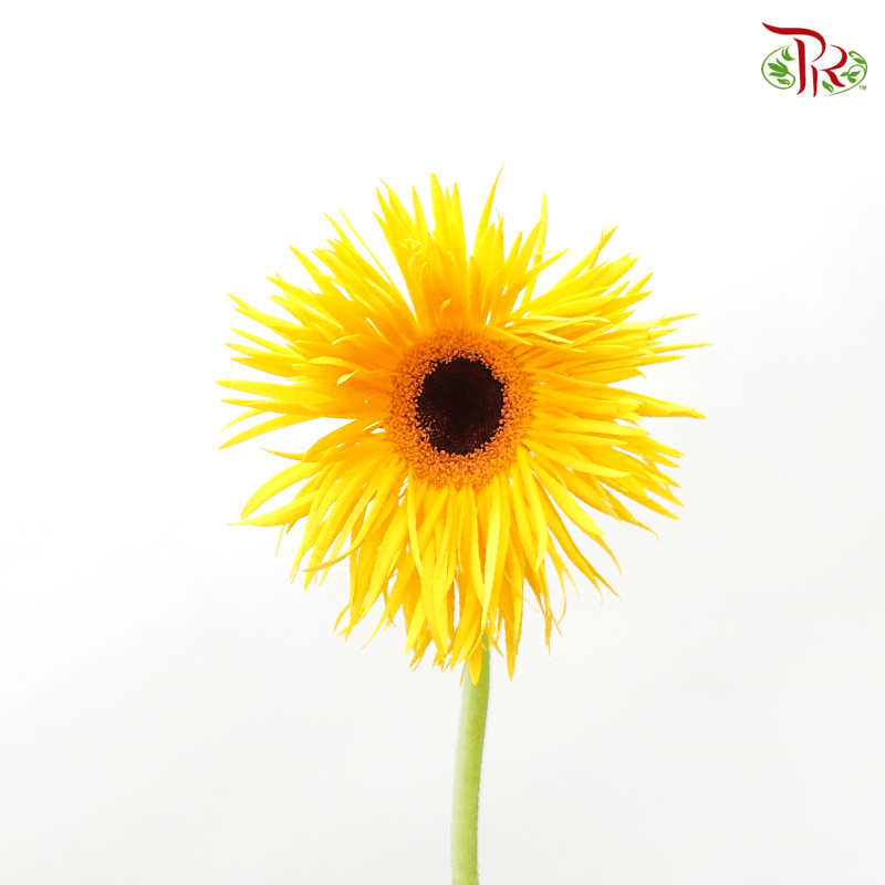 Gerbera Spider / Pasta - Yellow (5 Stems)-Yellow-Netherland-prflorist.com.my