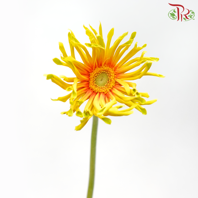 Gerbera Spider / Pasta - Yellow With Orange Heart (5 Stems)-Yellow With Orange Heart-Netherland-prflorist.com.my