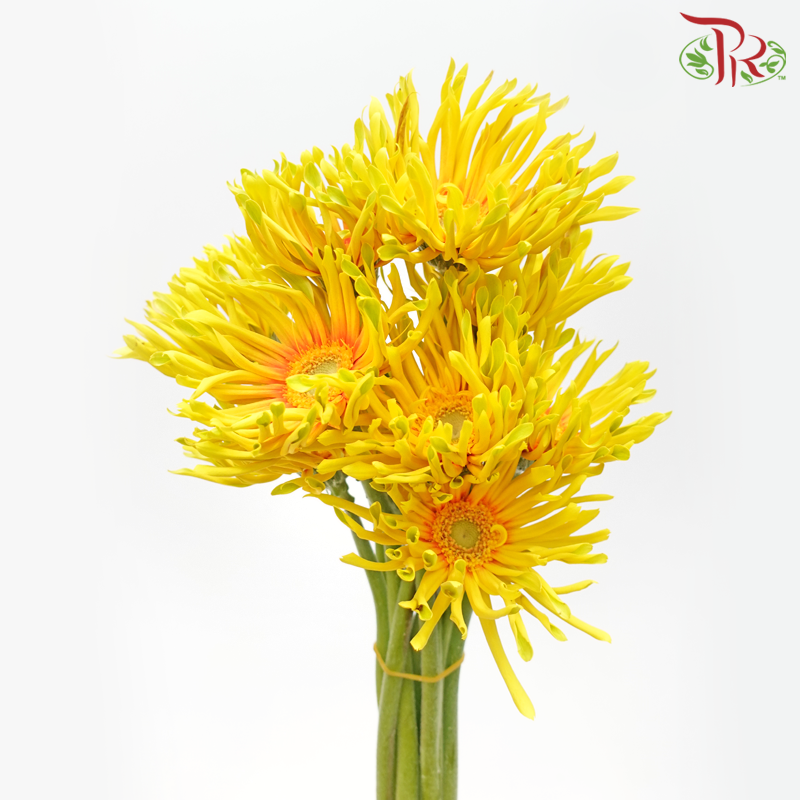 Gerbera Spider / Pasta - Yellow With Orange Heart (5 Stems)-Yellow With Orange Heart-Netherland-prflorist.com.my