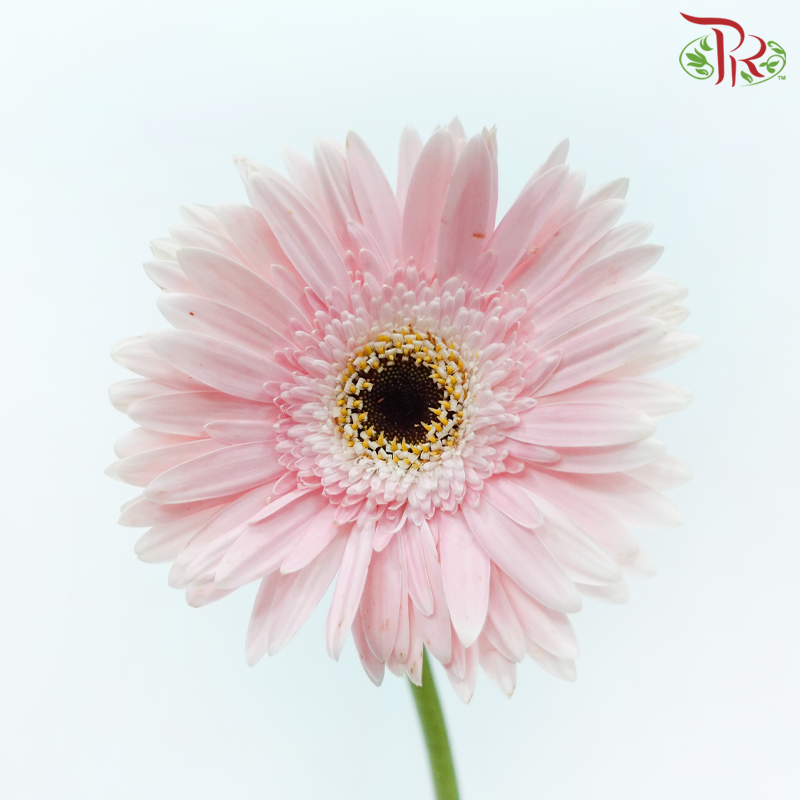 Gerbera - Sweet Pink (9-10 Stems)-Sweet Pink-Malaysia-prflorist.com.my