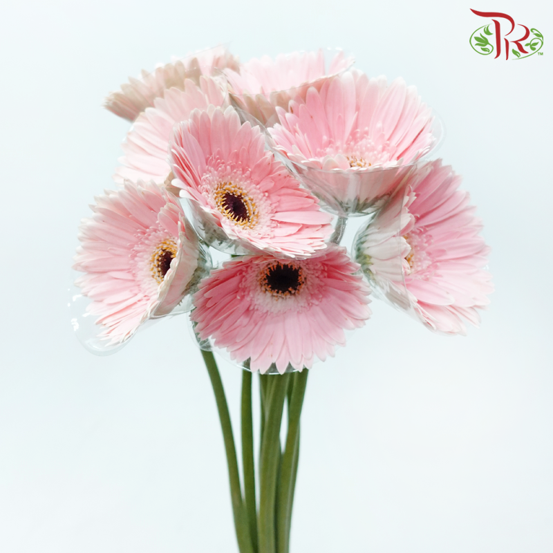 Gerbera - Sweet Pink (9-10 Stems)-Sweet Pink-Malaysia-prflorist.com.my