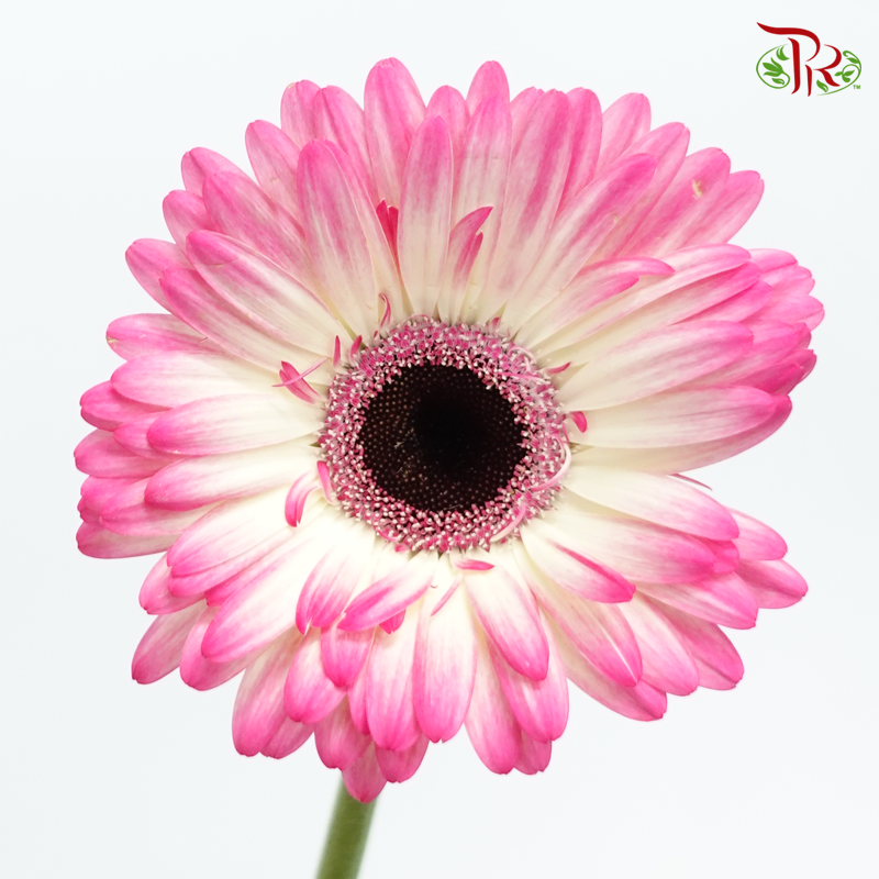Gerbera - Two Tone Pink With Inner White (9-10 Stems)-Pink-Malaysia-prflorist.com.my