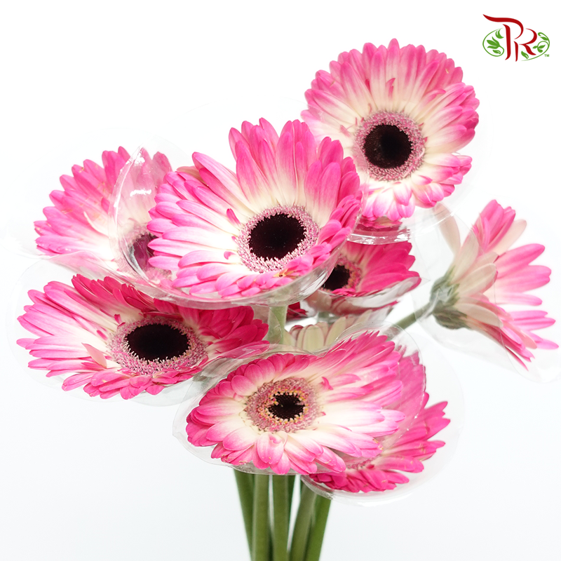 Gerbera - Two Tone Pink With Inner White (9-10 Stems)-Pink-Malaysia-prflorist.com.my