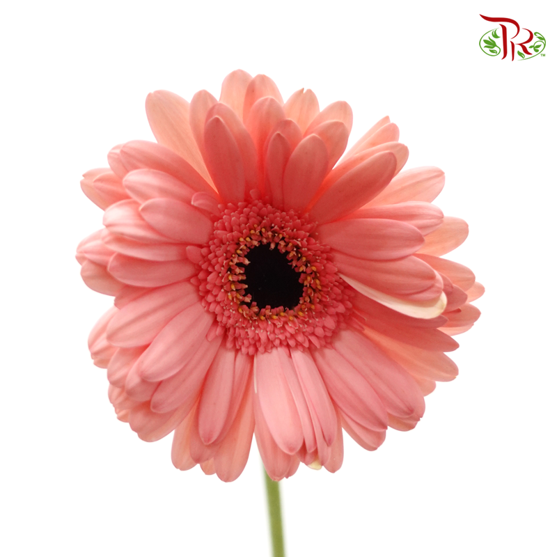 Gerbera - Vivid Pink (9-10 Stems)-Pink-Malaysia-prflorist.com.my