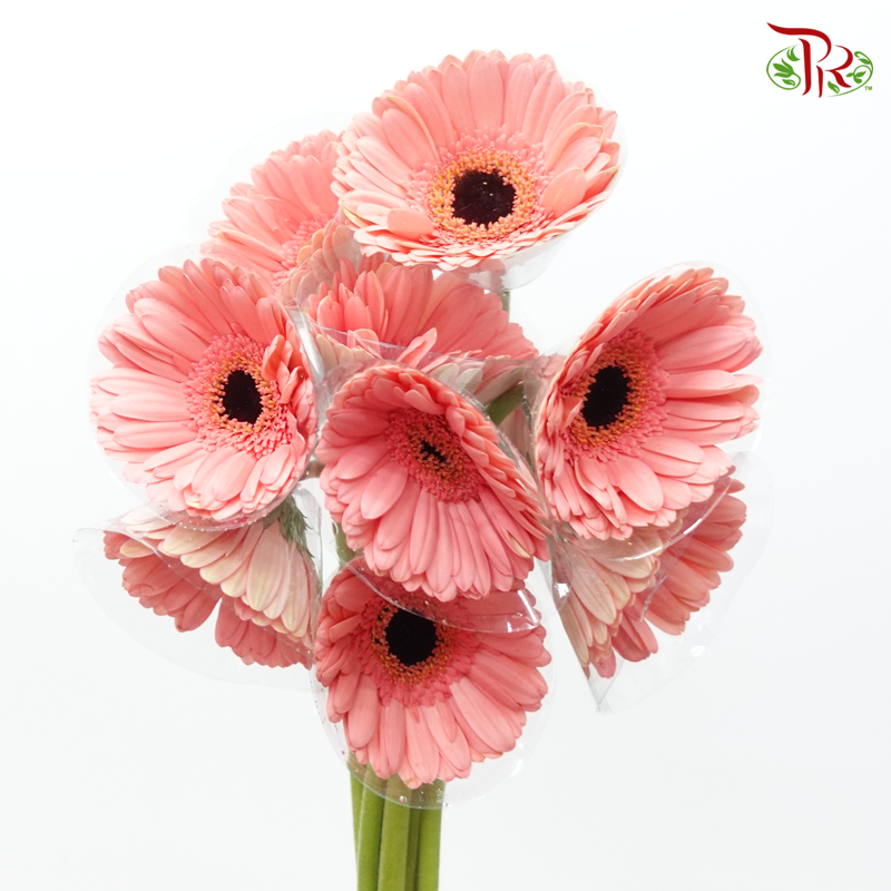 Gerbera - Vivid Pink (9-10 Stems)-Pink-Malaysia-prflorist.com.my
