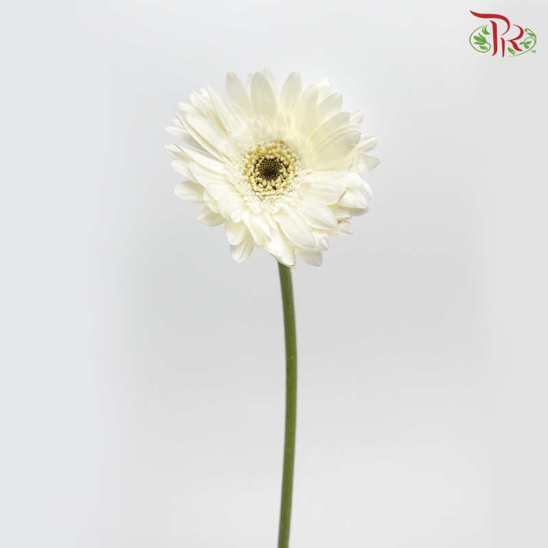 Gerbera - White (9-10 Stems)-White-China-prflorist.com.my