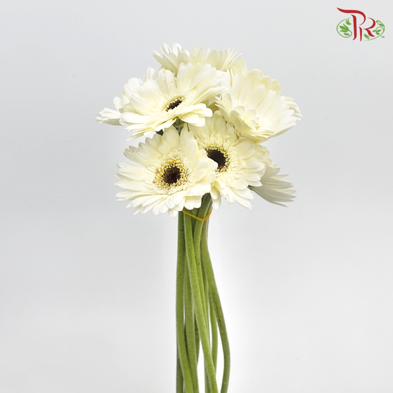 Gerbera - White (9-10 Stems)-White-China-prflorist.com.my