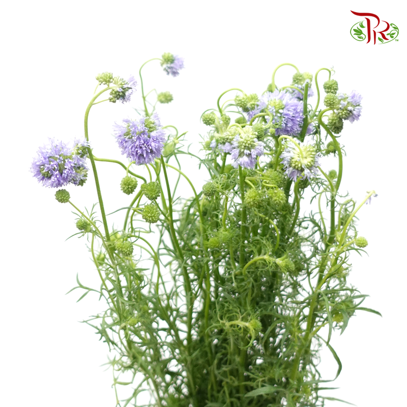 Gilia - Lilac (Per Bunch)-Lilac-China-prflorist.com.my