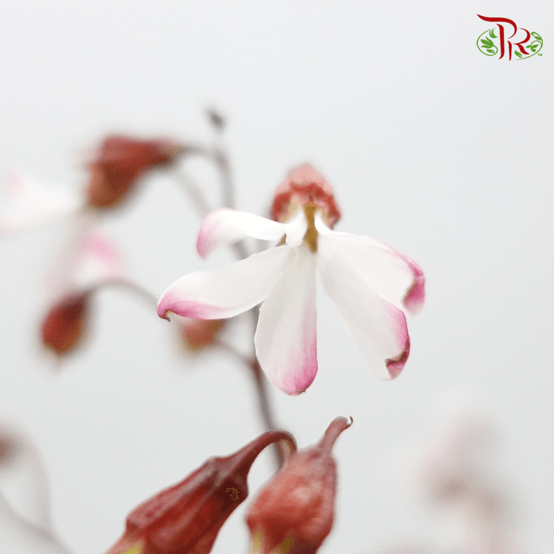 Gillenia (5 Stems) Fragile-Netherland-prflorist.com.my