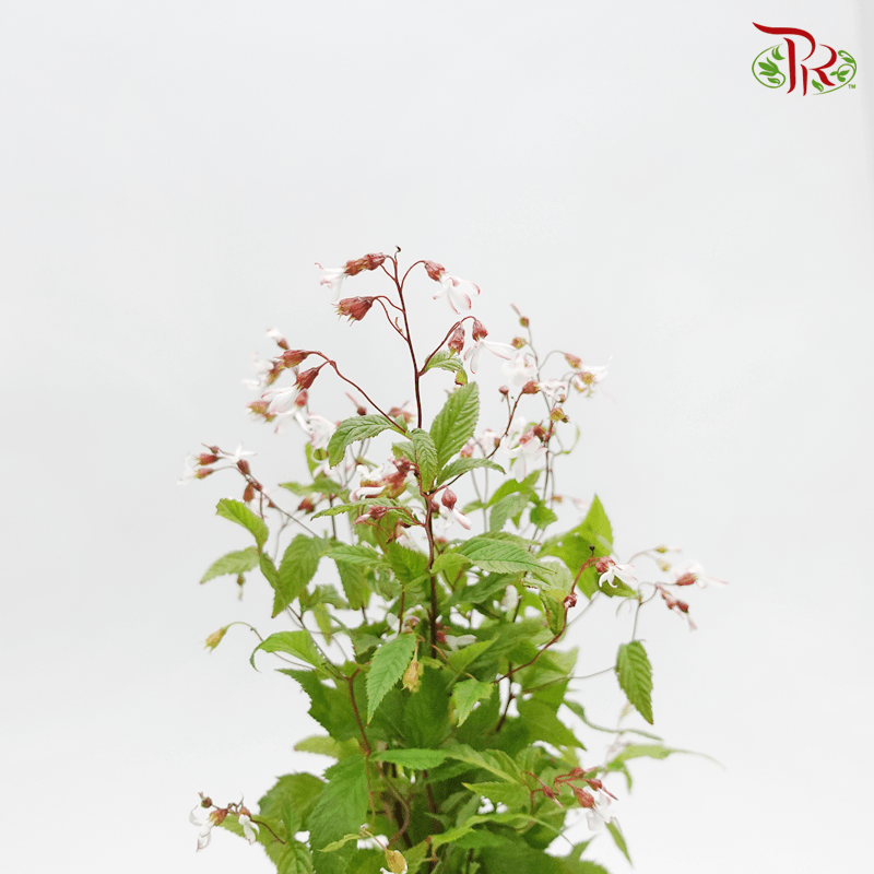 Gillenia (5 Stems) Fragile-Netherland-prflorist.com.my