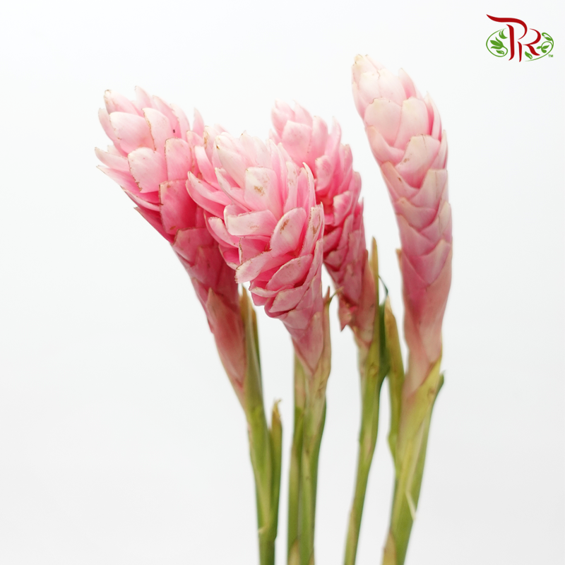 Ginger Pink Medium (5 Stems)-Kenya-prflorist.com.my