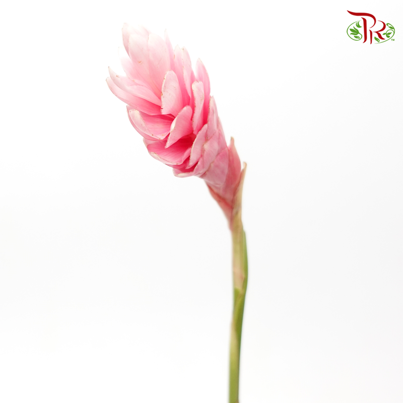 Ginger Pink Medium (5 Stems)-Kenya-prflorist.com.my