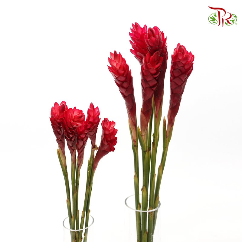Ginger Red (Large/ Medium)-Kenya-prflorist.com.my