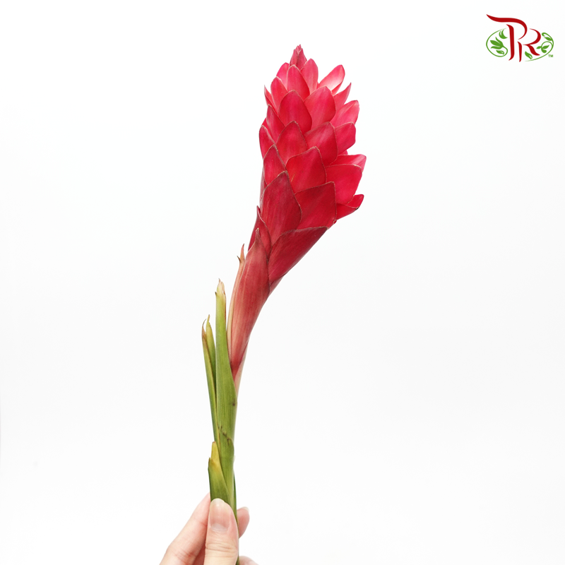 Ginger Red (Large/ Medium)-Kenya-prflorist.com.my