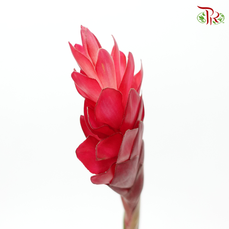 Ginger Red (Large/ Medium)-Kenya-prflorist.com.my