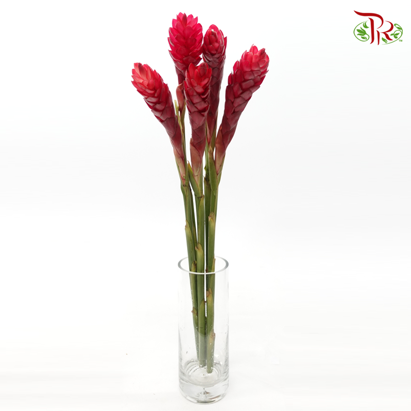Ginger Red (Large/ Medium)-Large-Kenya-prflorist.com.my