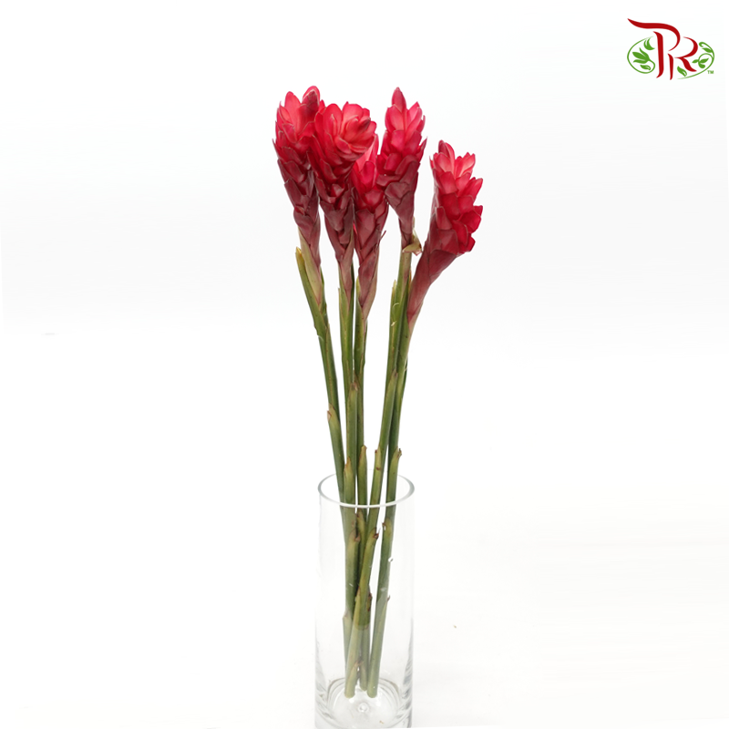 Ginger Red (Large/ Medium)-Medium-Kenya-prflorist.com.my